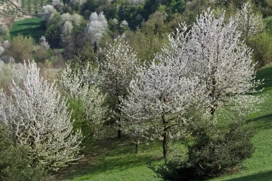 Tree competition in plantations: study in Shaoxing, China compares key competition indices