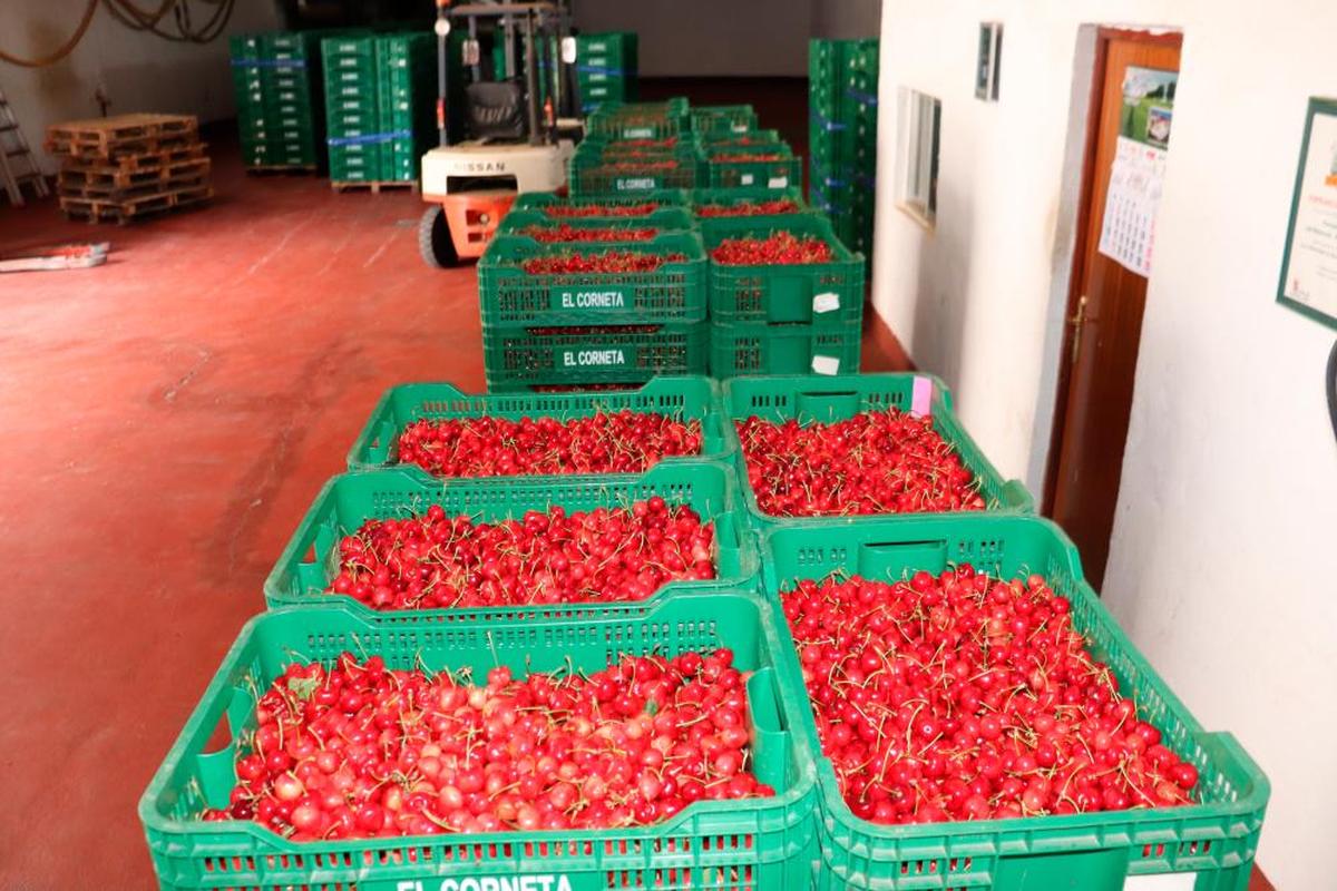 Sierra (Spain) cherry crisis: less and less quantity and insufficient labour