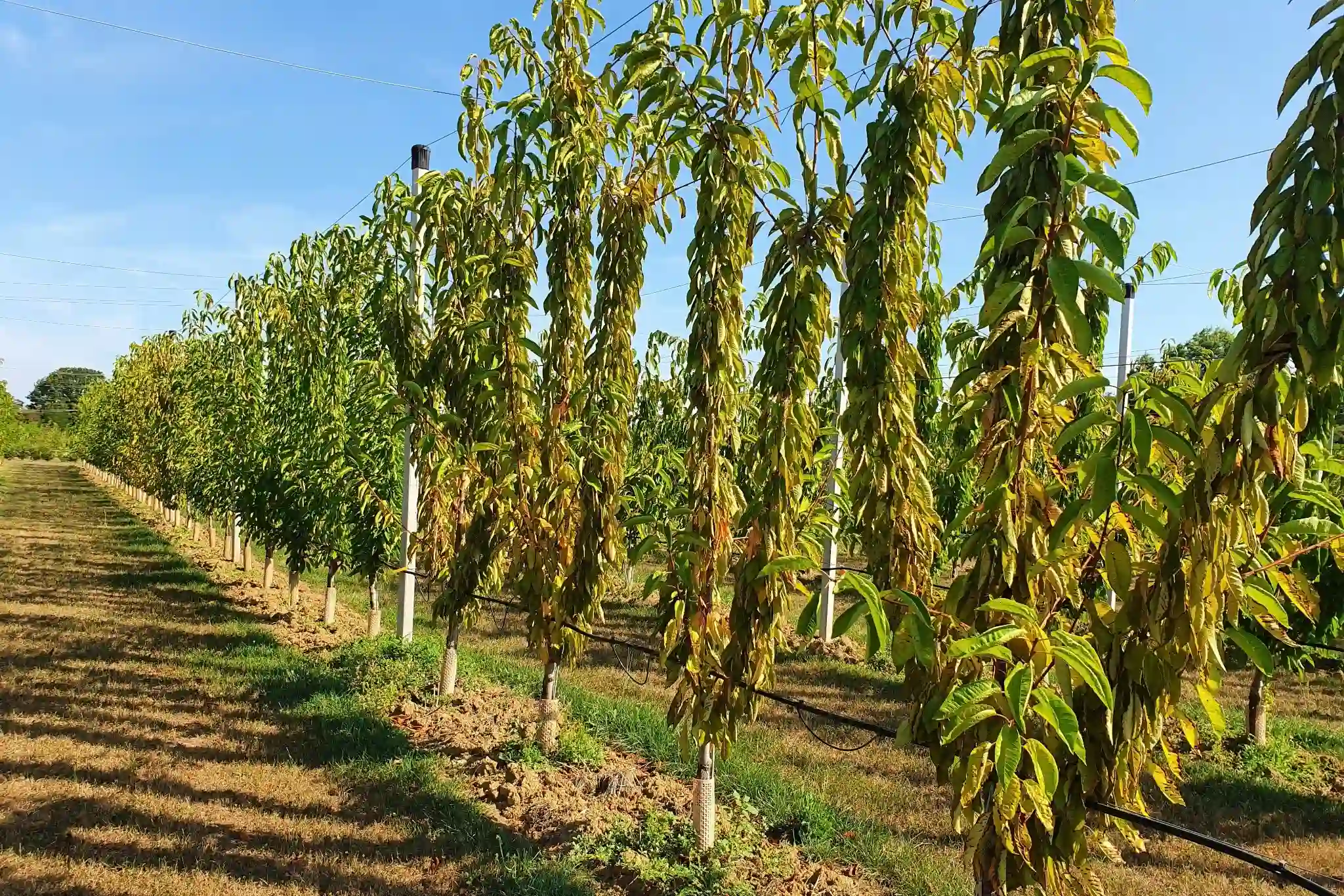 Biological support in cherry orchards is essential in the post-harvest phase 