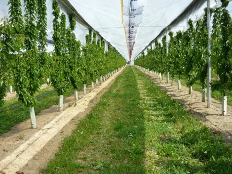 Rootstock importance in cherry fruit production
