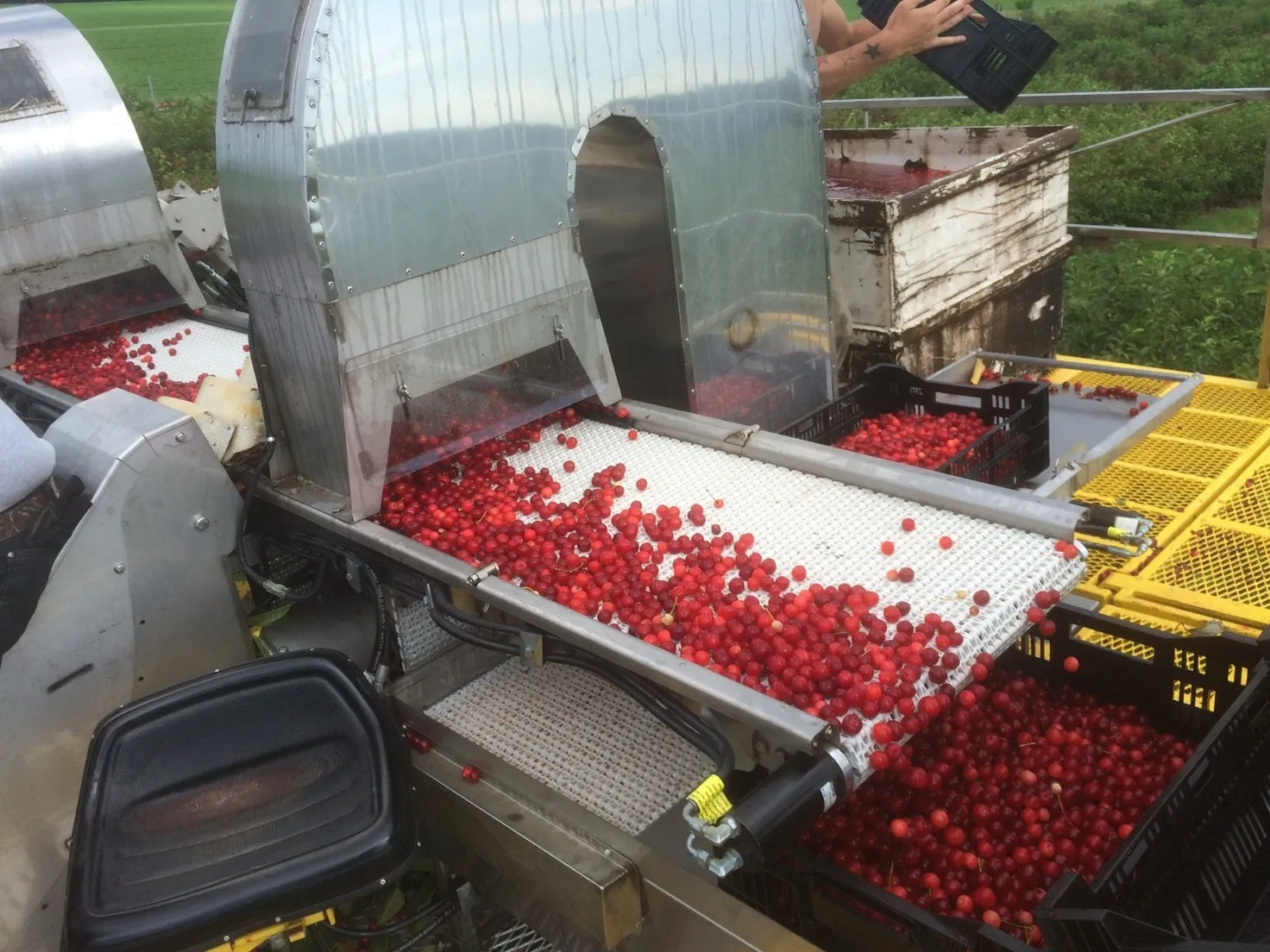 The profitability of sour cherry cultivation in Turkey: cost analysis and opportunities