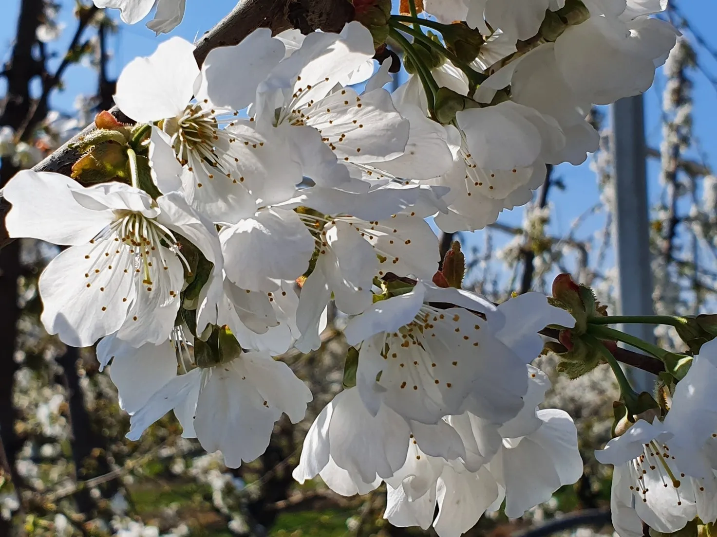 How the variety/ rootstock combination can influence the phenological stages of sweet cherry trees