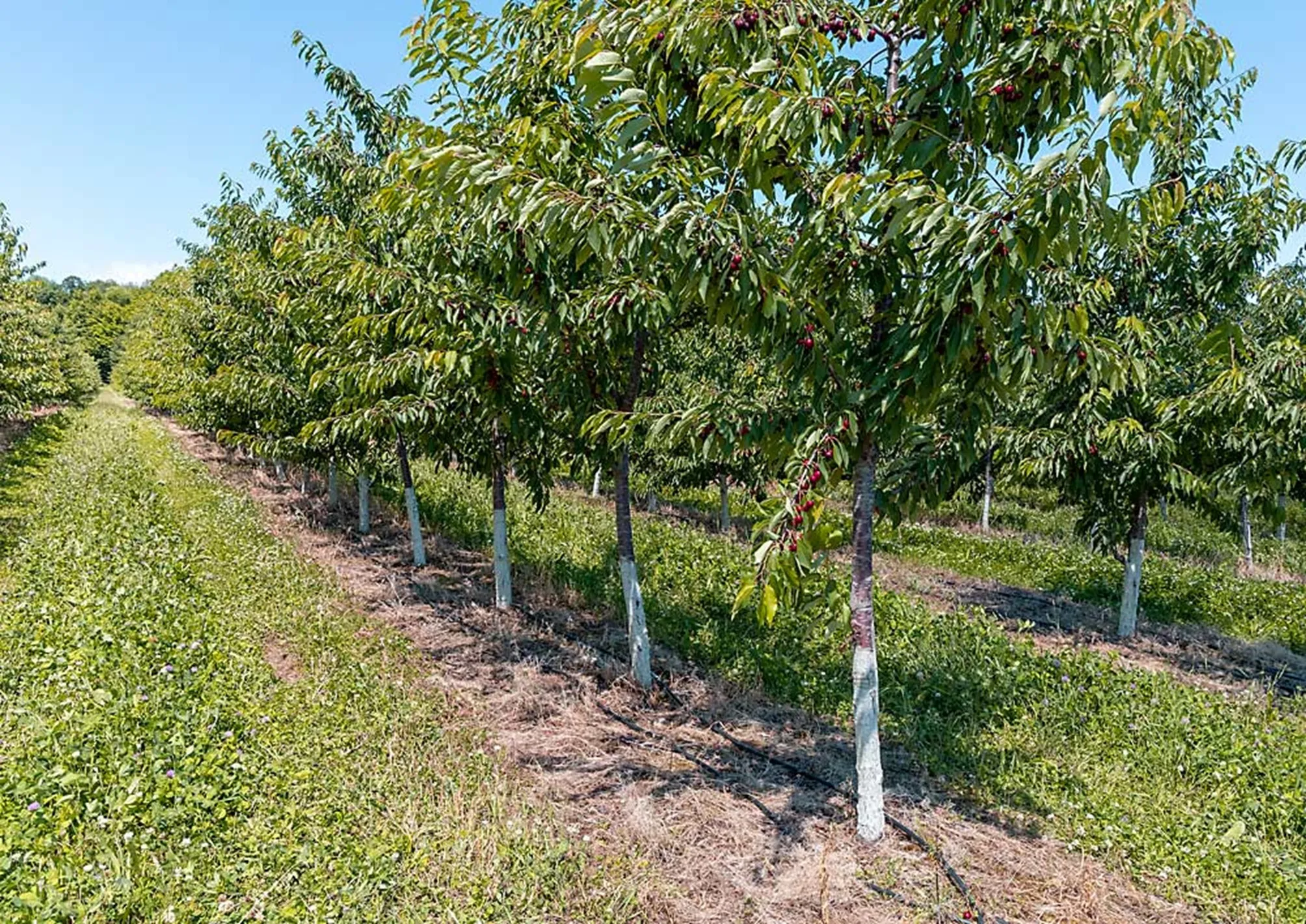 Michigan growers intensify new sweet cherry plantations