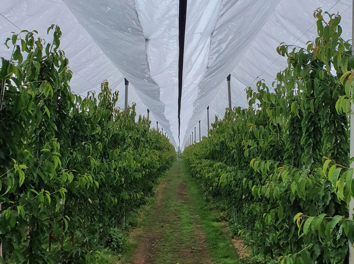 Protection of plants with multifunctional covers ensures sustainable management of cherry orchards