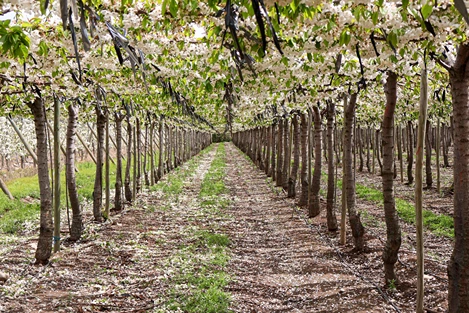 Allevamento a pergola: in Cile oltre 500 ettari per una produzione precoce e più sostenibile