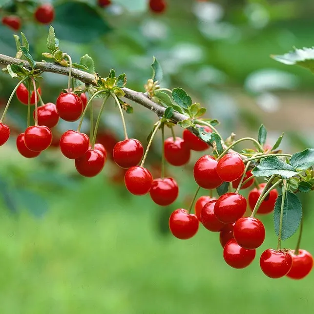 From resistance genes to the development of new varieties of sour cherries