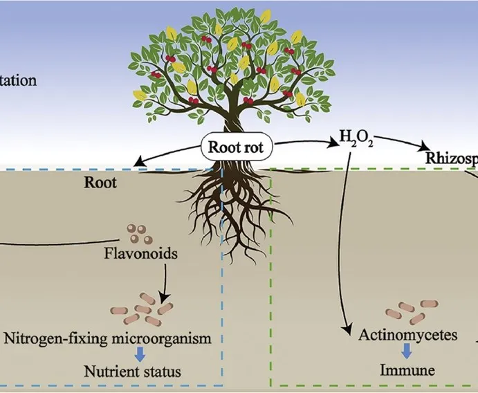 L’impatto del marciume radicale del ciliegio sul metabolismo ed il microbioma