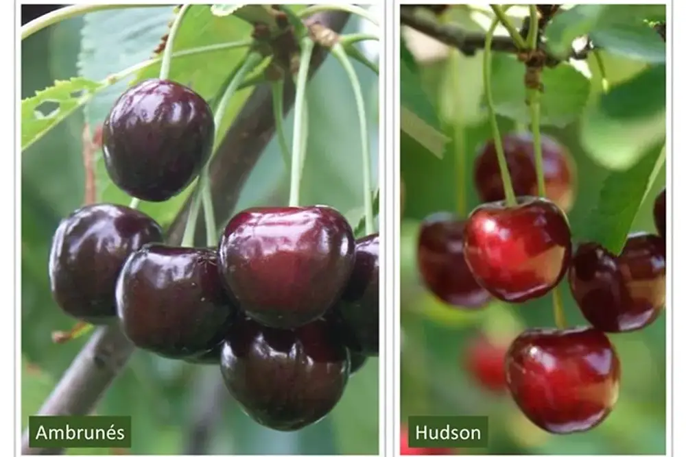 Increase fruit bioactive traits through breeding