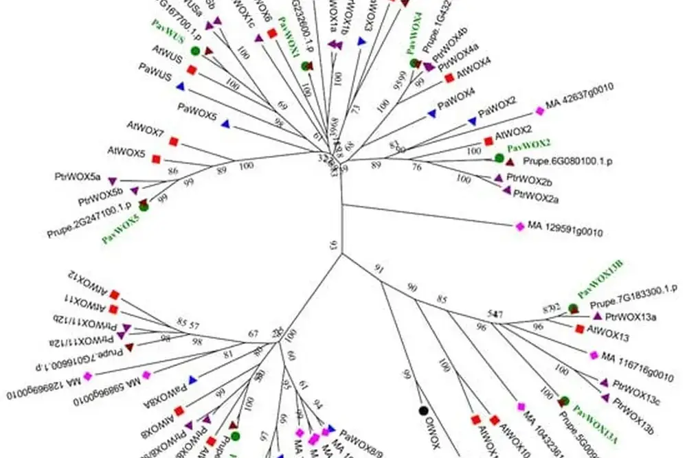 The genetic response of cherry trees to environmental stresses