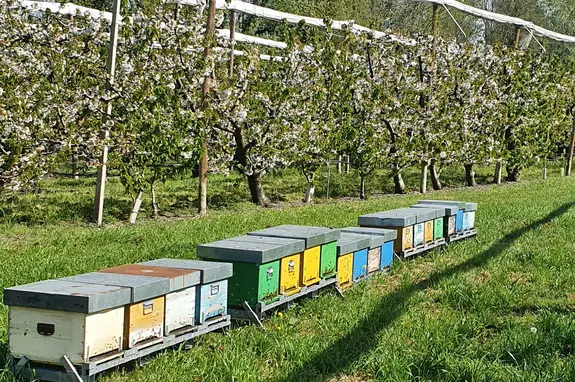 Come l’intensificazione agricola minaccia gli impollinatori nei ceraseti in Puglia e Veneto