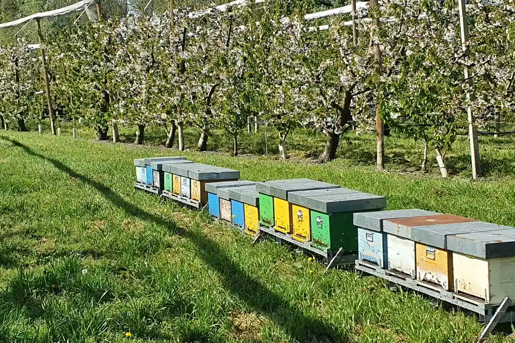 Pollinators in Belgian cherry orchards: pan-traps vs netting methods