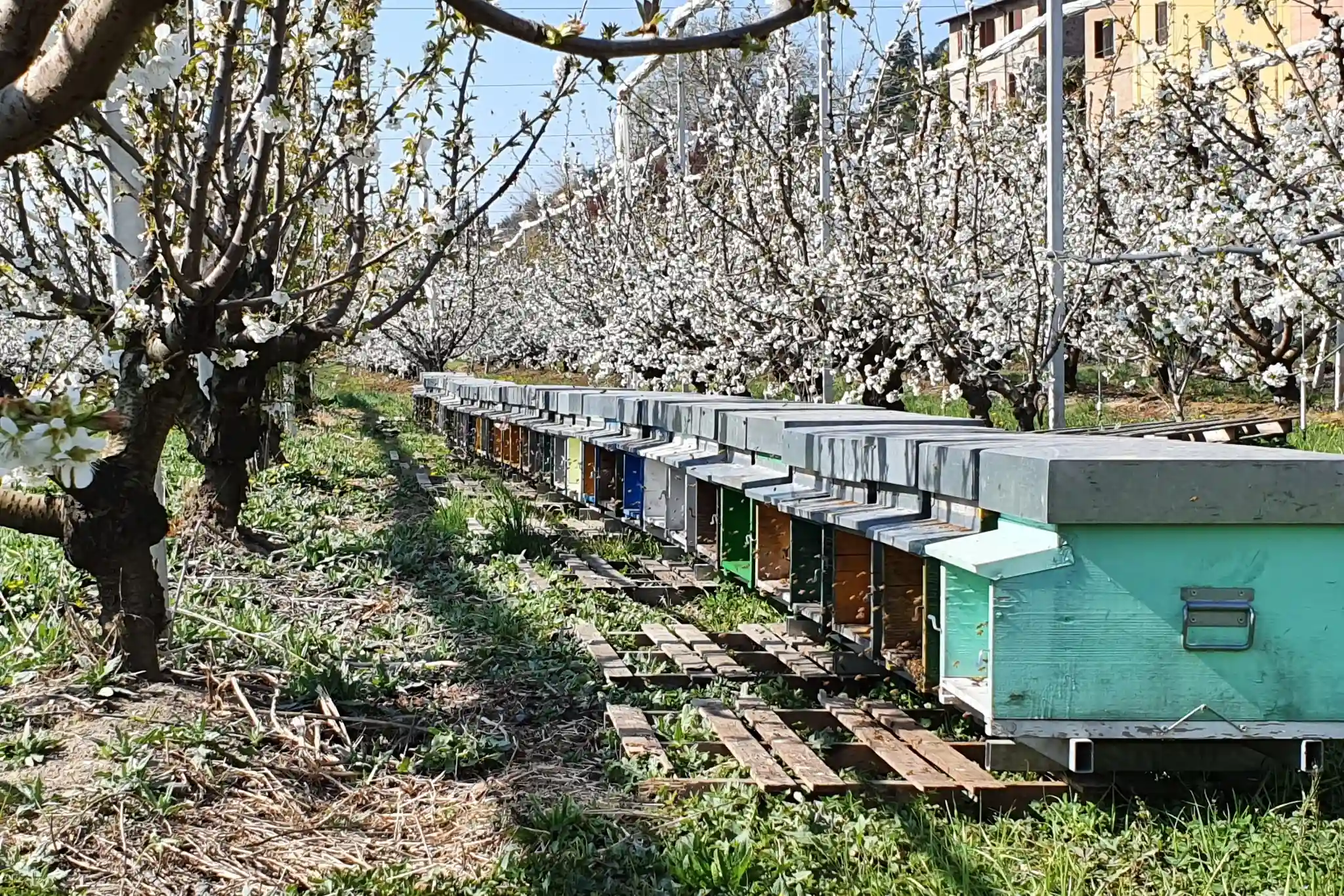 Uno studio condotto dal CITA valuta l'impollinazione assistita nei ceraseti aragonesi