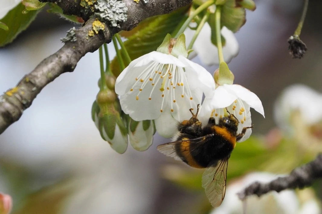 Cherry orchards in Turkey: bumblebee pollination improves fruit size and profits