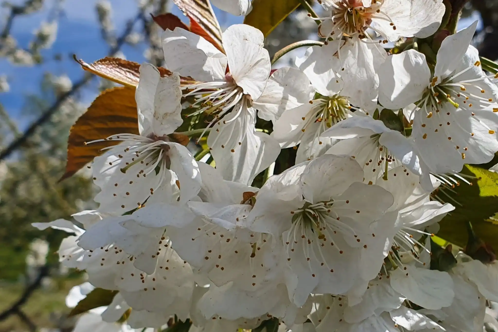 Fenologia fiorale e compatibilità varietale: come migliorare l’impollinazione e la produttività dei ceraseti