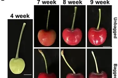 The fruit bagging technique to increase anthocyanin synthesis in fruit