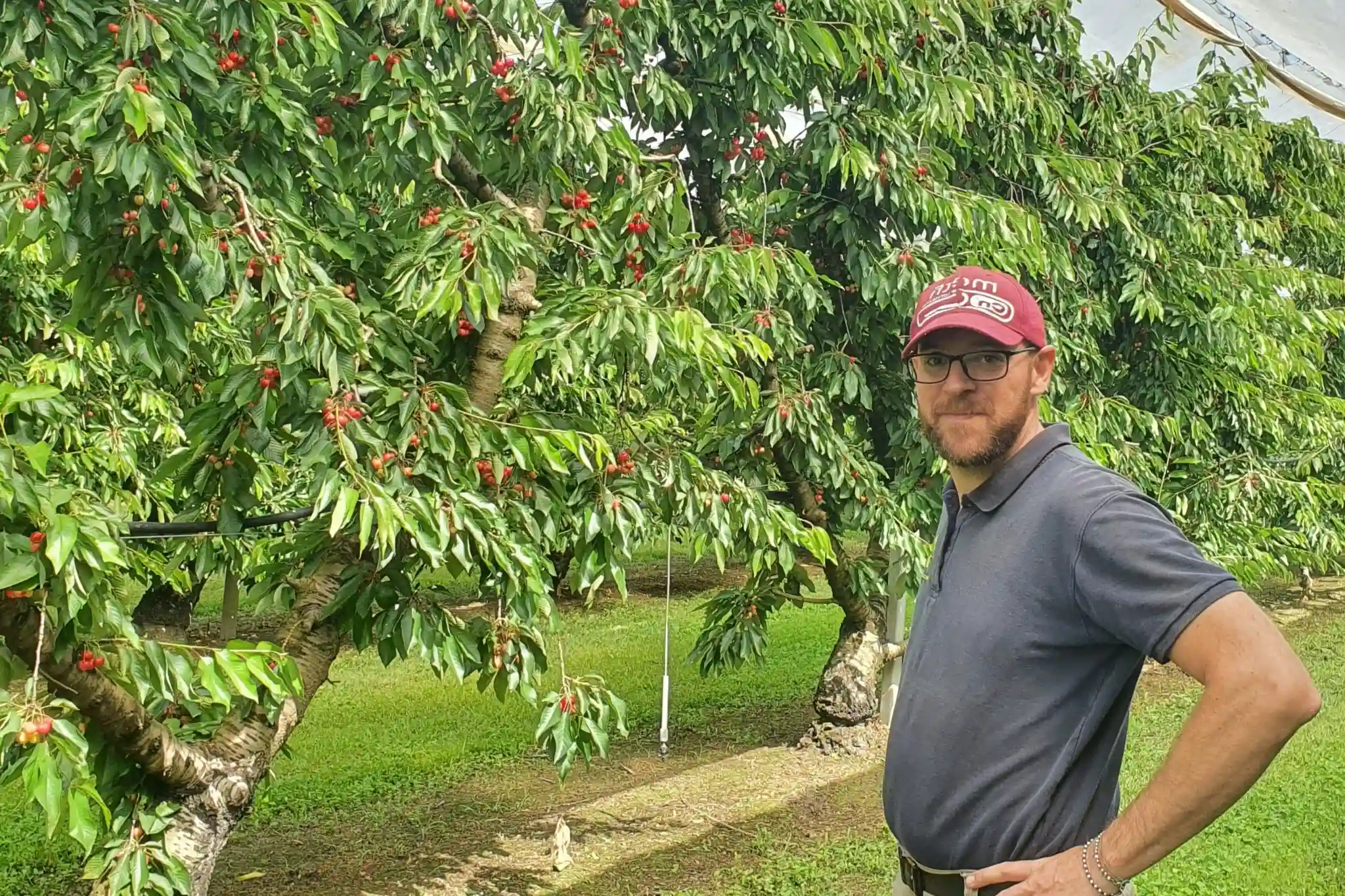 Smarter Irrigation for Cherries: Managing Water for Fruit Size, Quality, and Profitability