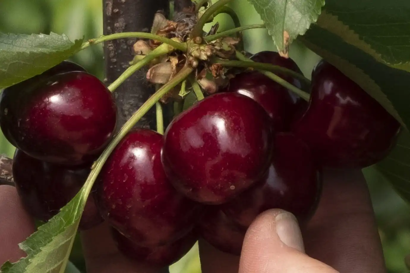 K-MAD® migliora colore, calibro e qualità delle ciliegie: risultati da campo