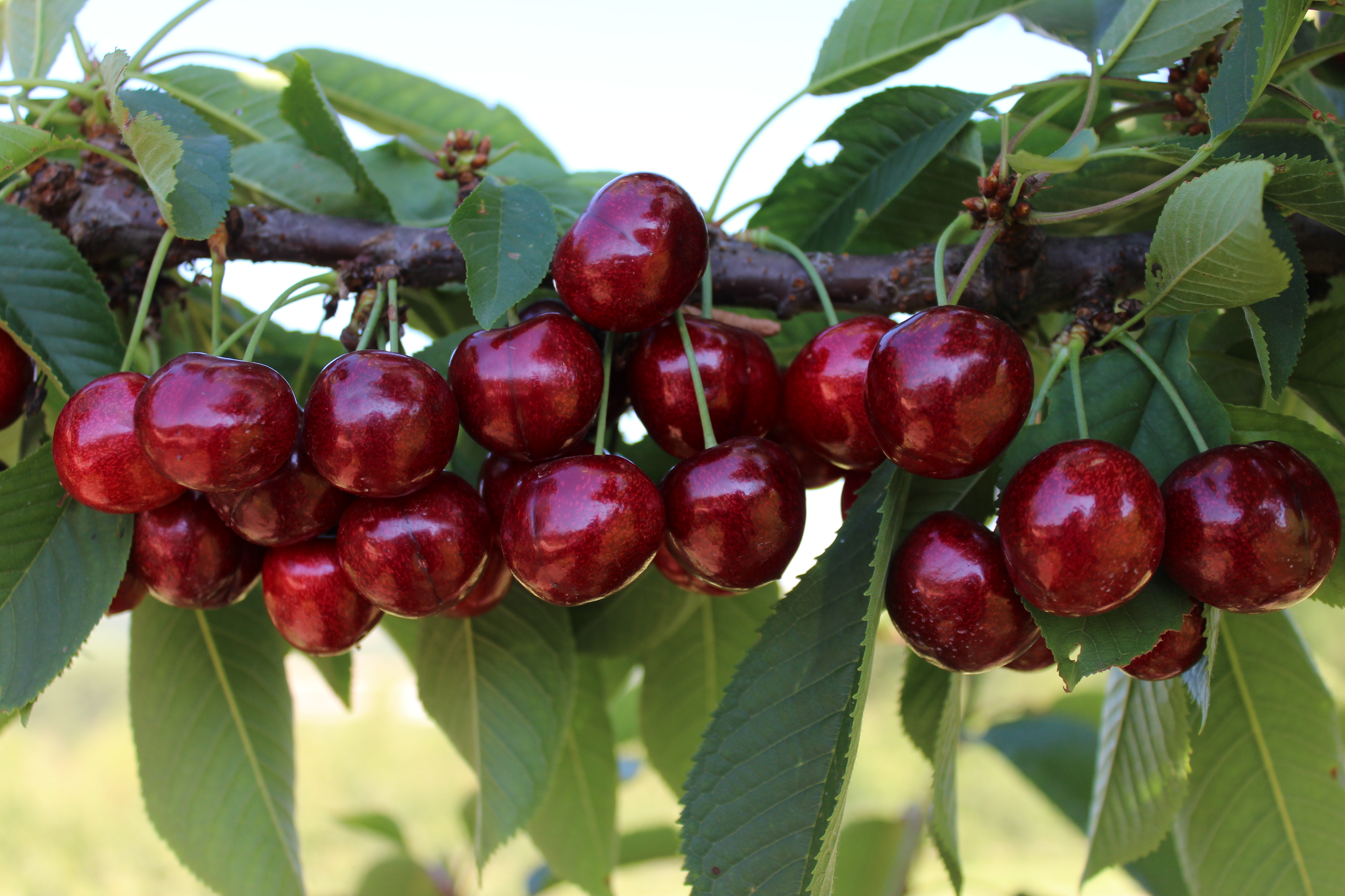 U.S. cherry prices in China rise thanks to sea shipments after a slow start of the season  