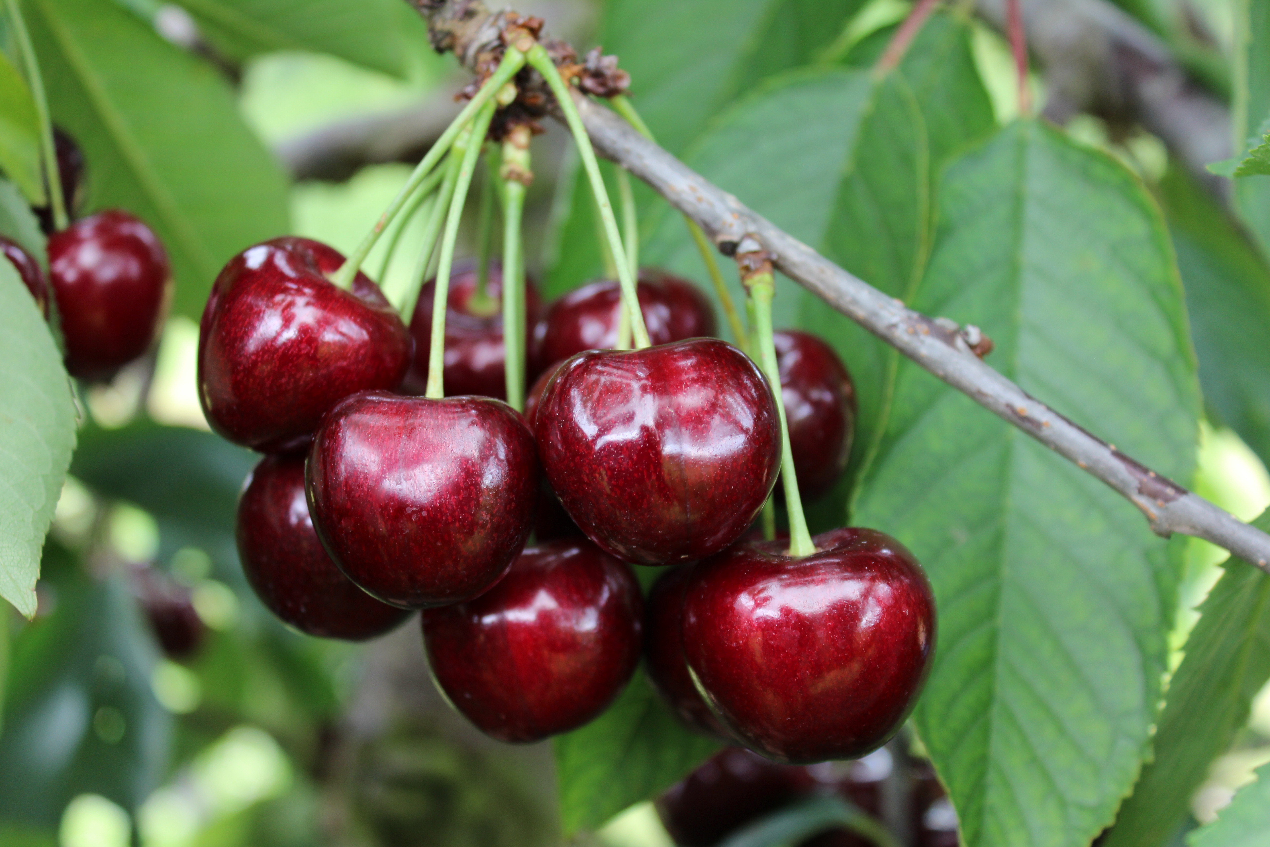A strange season for Californian cherries but excellent results are expected