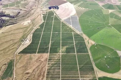 Kiwi Crunch entra nel mercato delle ciliegie con 132 ettari in Central Otago