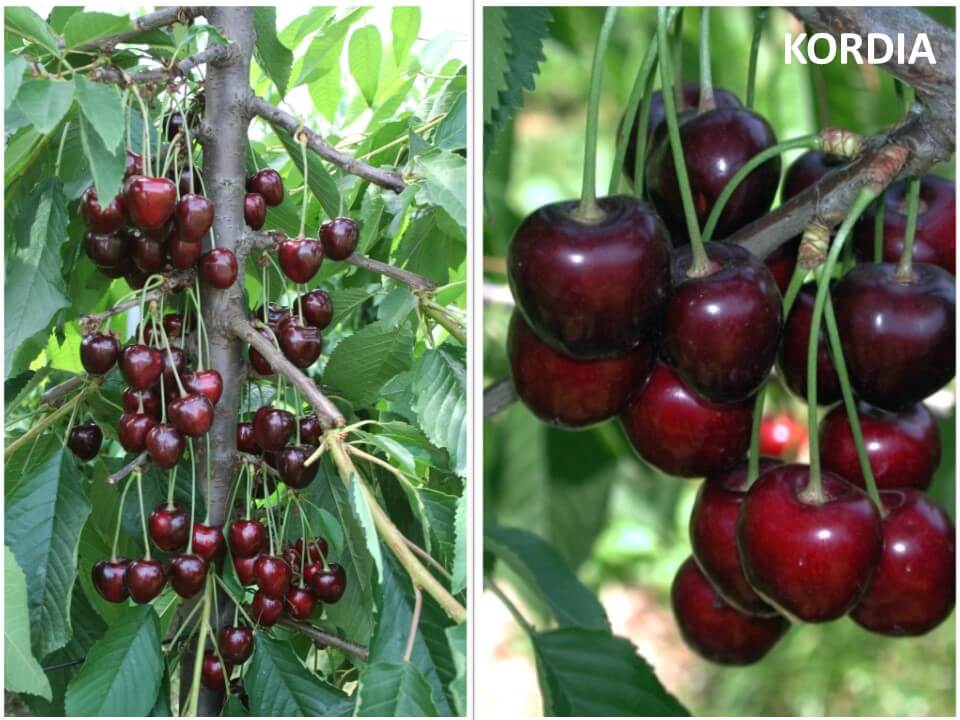 From Kordia to Feciita, Irena and Tamara: the quality cherries from WSUO