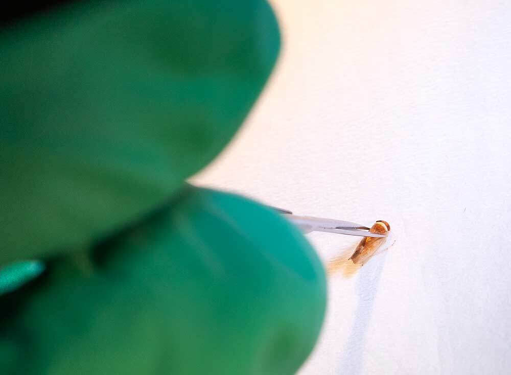 A Washington uno studio sulle cavallette potrebbe risolvere i problemi legati alla X-disease