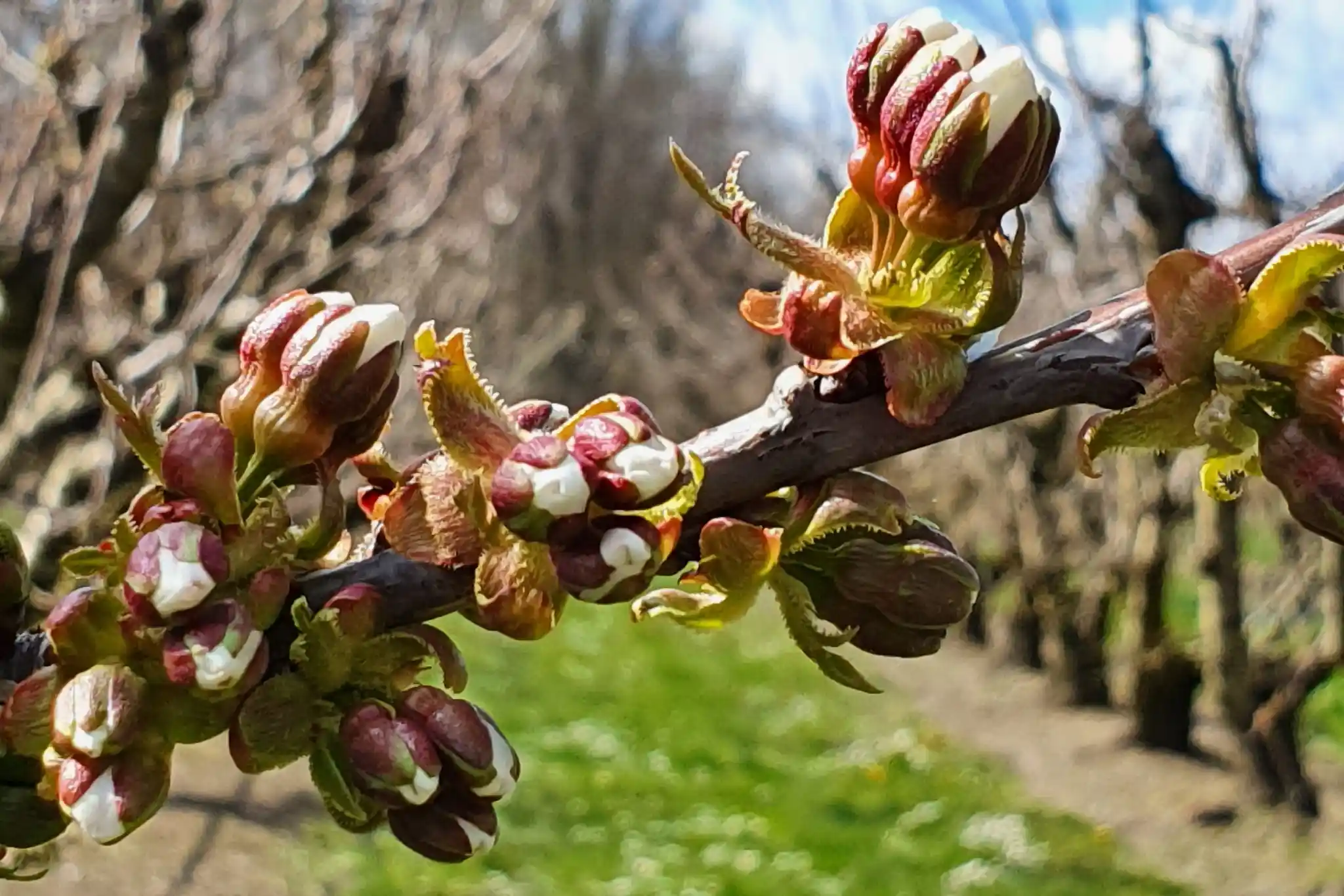 Levante outperforms hydrogen cyanamide: earlier Royal Tioga® cherry in Turkey