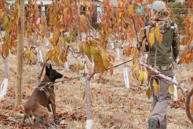 Trained dogs detect cherry phytoplasmosis in nurseries