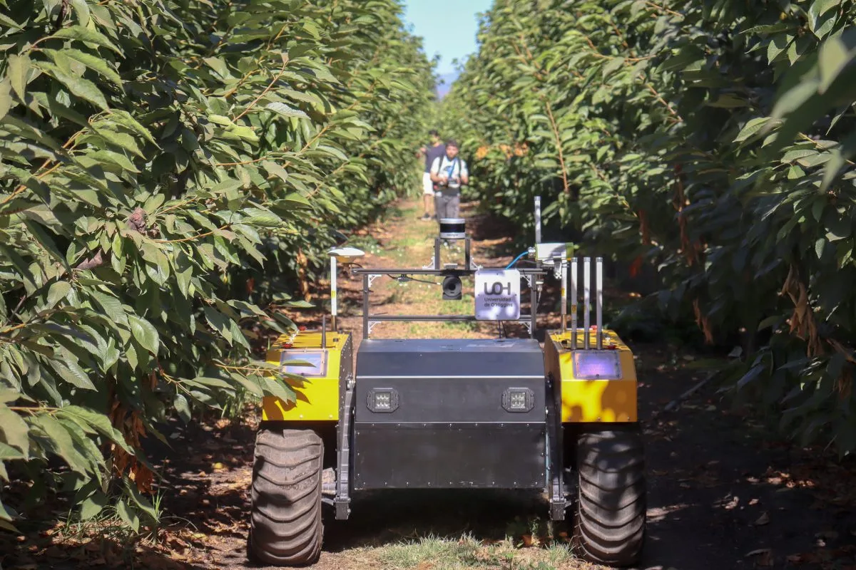 O'Higgins, Chile: artificial intelligence for export cherries