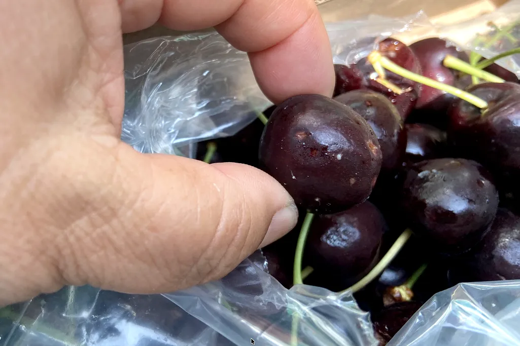 Ciliegie cilene in Cina: criticità e rimedi nella gestione del post-raccolta