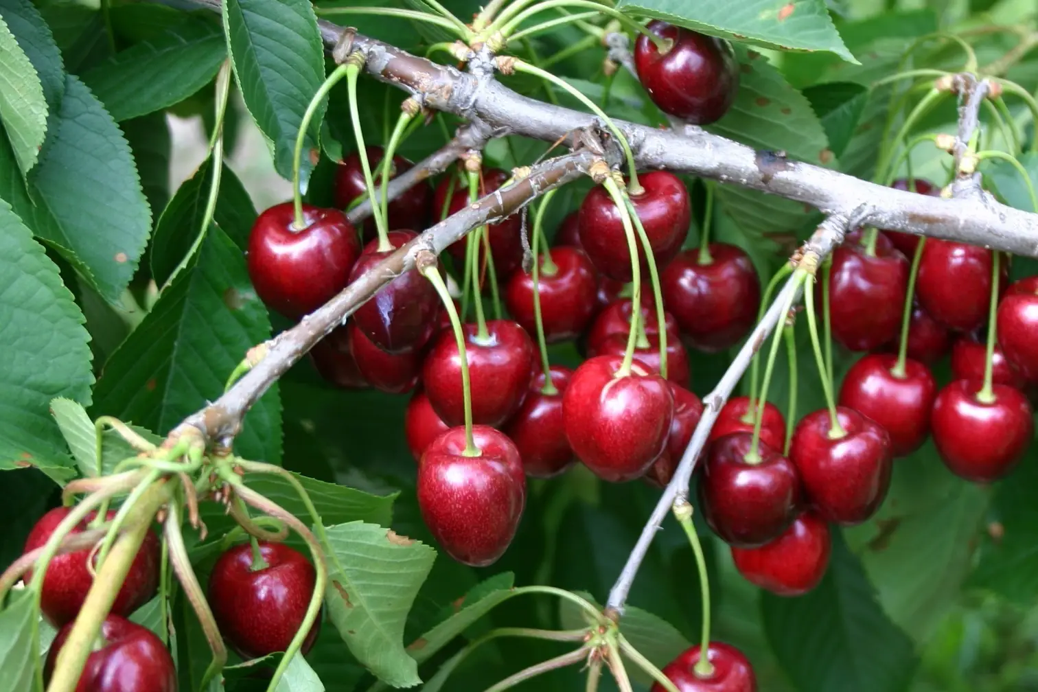 Melatonin treatments improve the functional quality of cherries