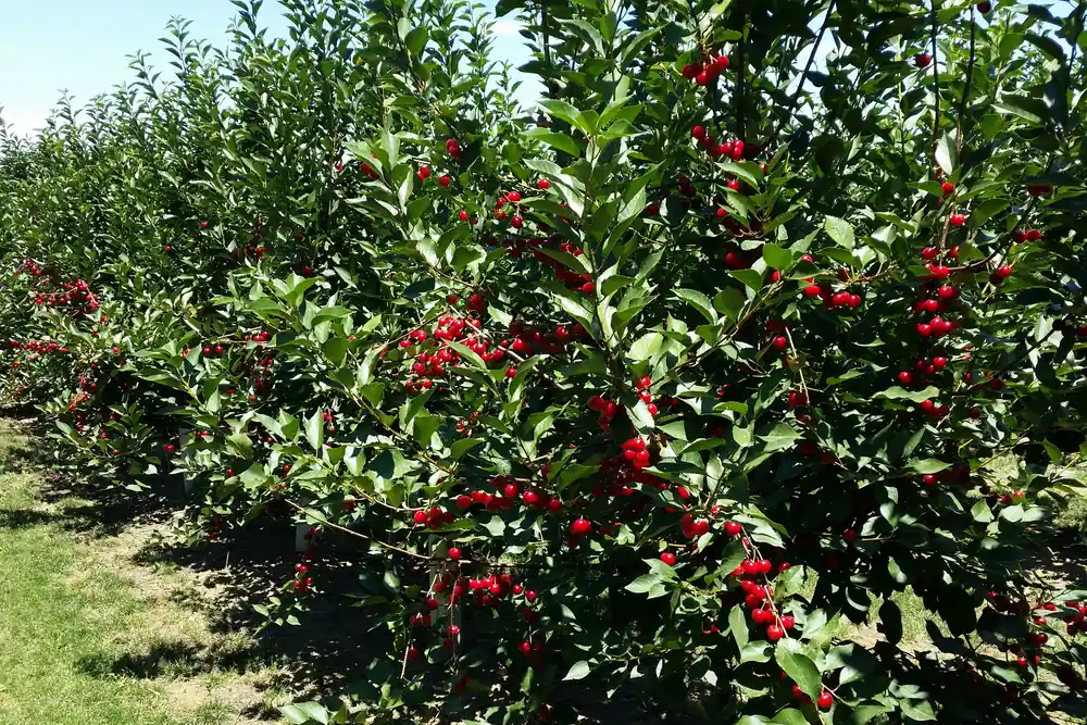 Frost is devastating the sour cherry harvest in the United States: the entire sector is at risk