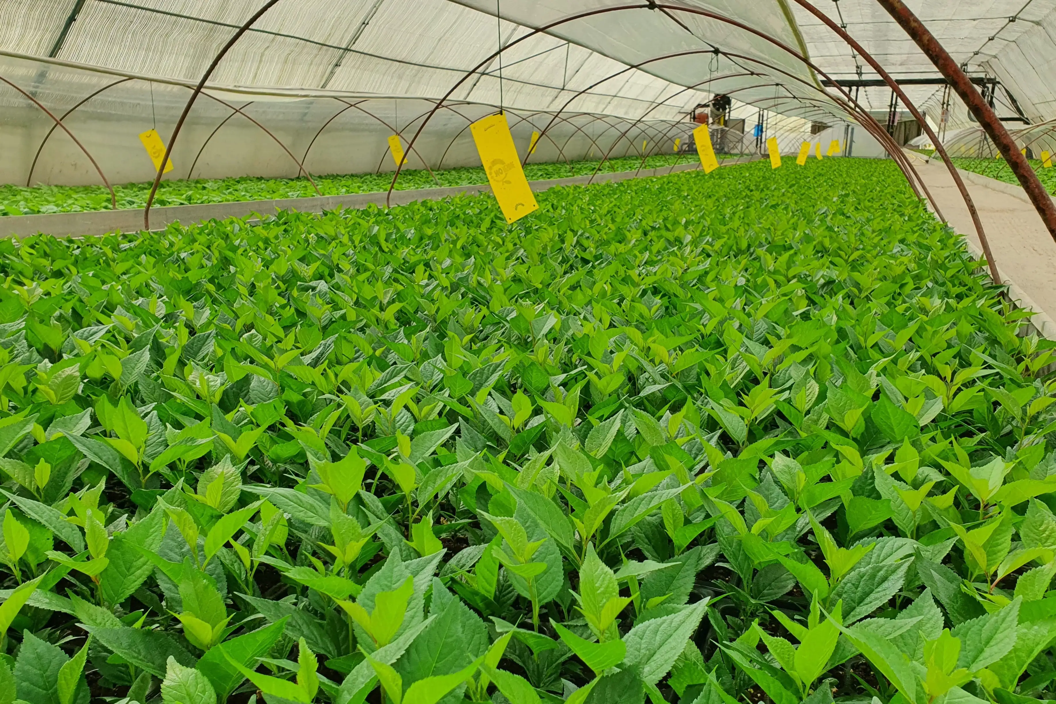 Microorganisms increase salt tolerance in Gisela 6 cherry rootstock