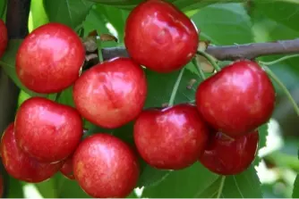 Sweet cherry breeding in Romania: new cultivars for yield, quality and resilience