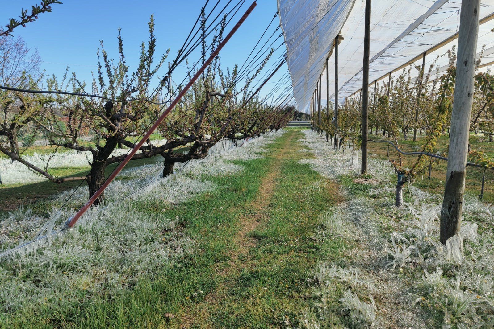 Mitigazione dei danni da gelo nel ciliegio: strategie agronomiche e difesa attiva