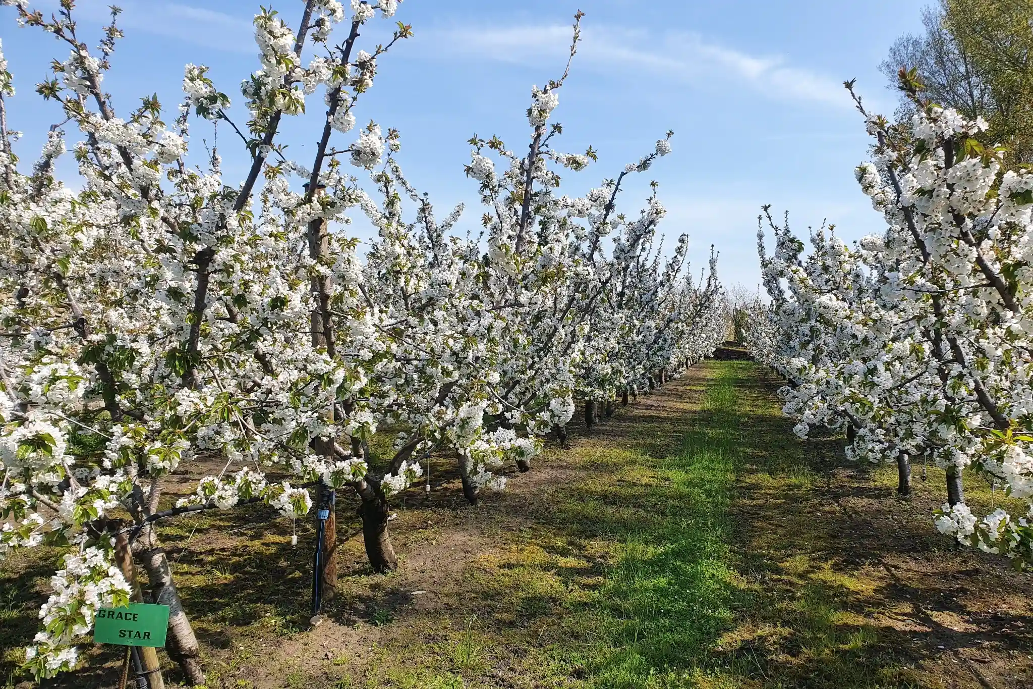 Hybrid model for cherry blossom forecasting: results from Japan, Korea and Switzerland