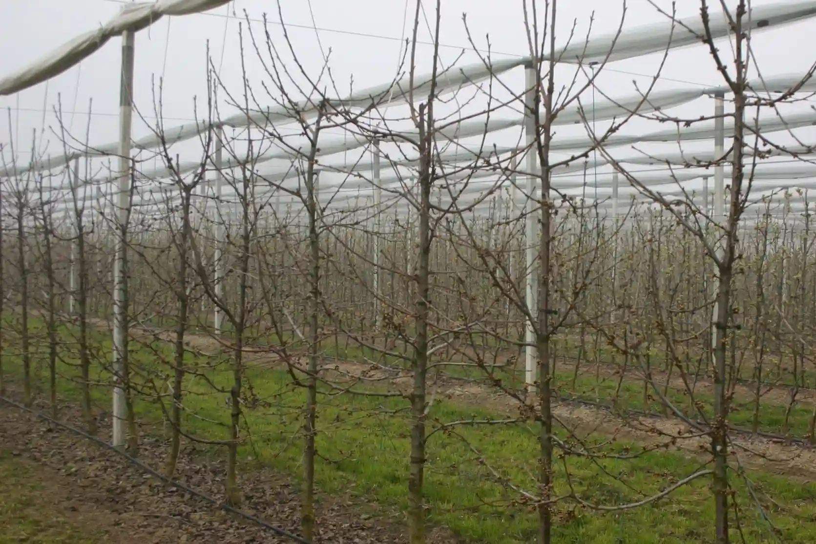 LTER model for sweet cherry: dormancy and frost risk forecasts in Yakima, Washington