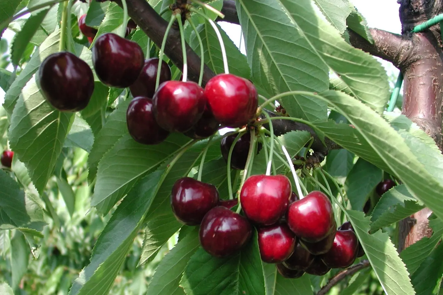 Cherry Levy: un progetto australiano per il monitoraggio della qualità delle ciliegie
