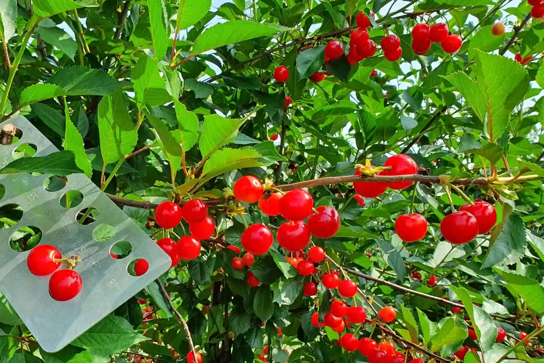 Ciliegie Montmorency e innovazione alimentare: benefici, tendenze e applicazioni