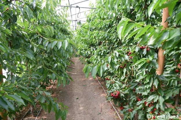 Response to climate change: cherries under greenhouse for protection and minimum treatments