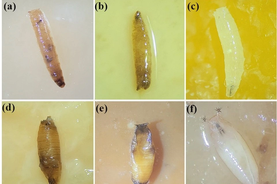 Nanoparticelle d’argento per combattere Drosophila suzukii nella frutticoltura