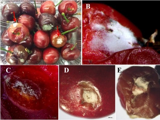 Green nanotechnology: zinc oxide for sustainable crop protection
