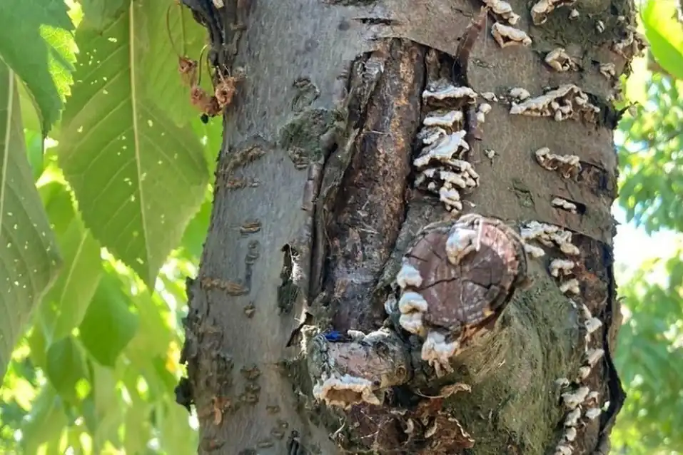 Cile, primo rilevamento di Nectria dematiosa nei ciliegi dolci: rischio fitosanitario alto