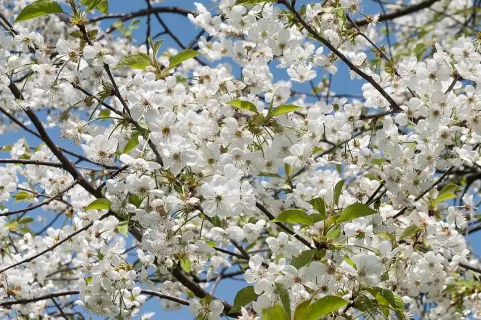 Fattori genetici influenzano la fioritura del ciliegio acido in Giappone