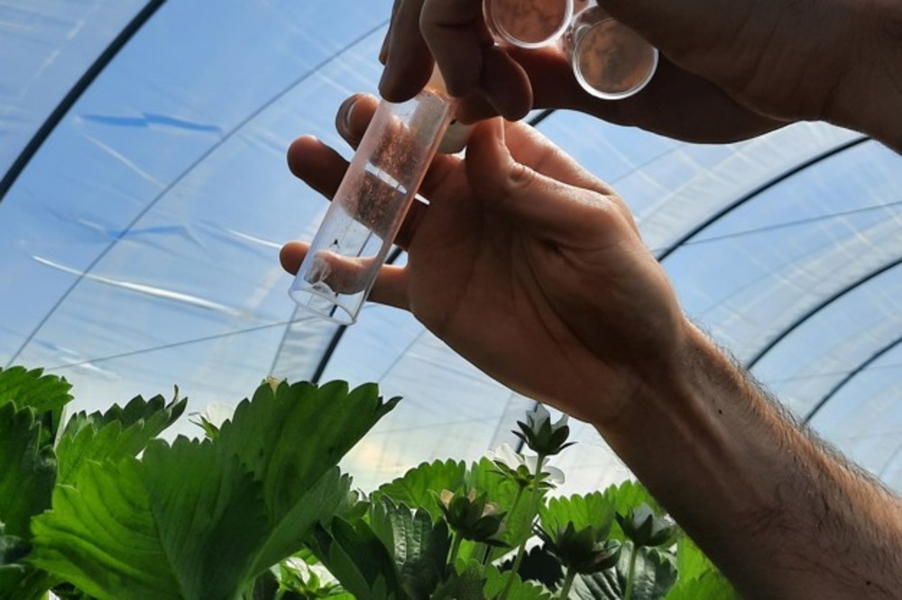 Nuove scoperte per il controllo di Drosophila suzukii: dal Regno Unito avanza la ricerca