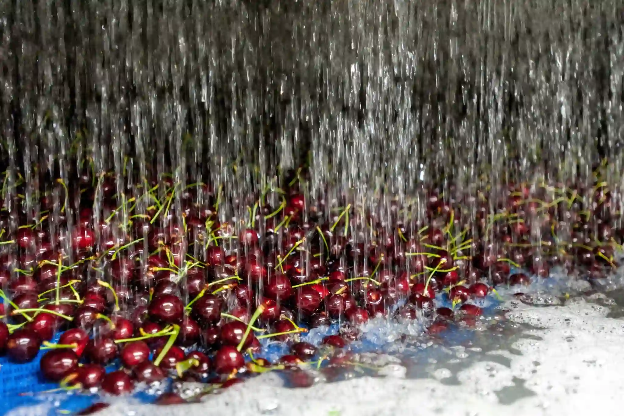 New postharvest standard for cherries: anticipation and quality behind Chile’s leadership