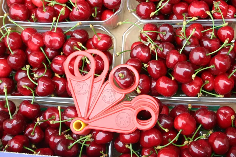 Nutrizione delle ciliegie: come aumentare qualità, calibro e resistenza al cracking