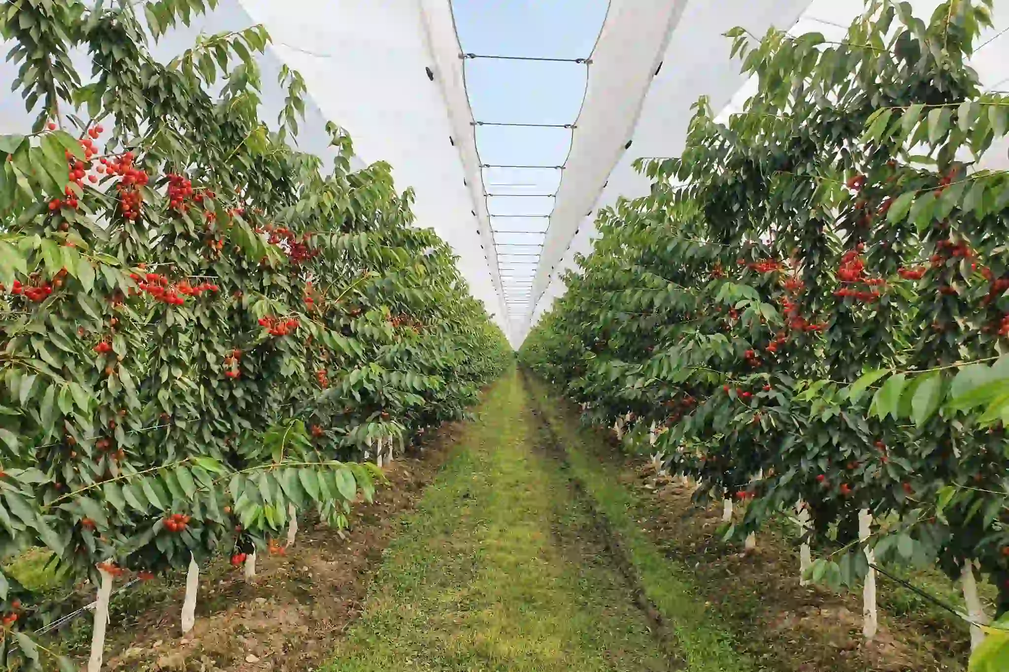 Gestione della nutrizione minerale nei ceraseti: il modello innovativo testato in Grecia