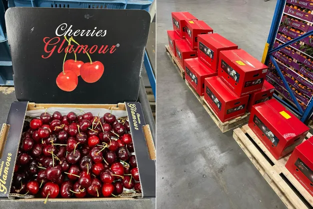 Netherlands gets first greenhouse-grown cherries from Spain