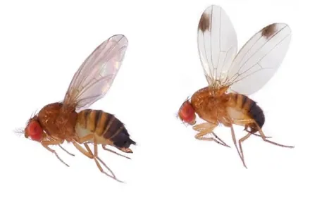 Compatibility between chemical insecticides and nematodes against Drosophila